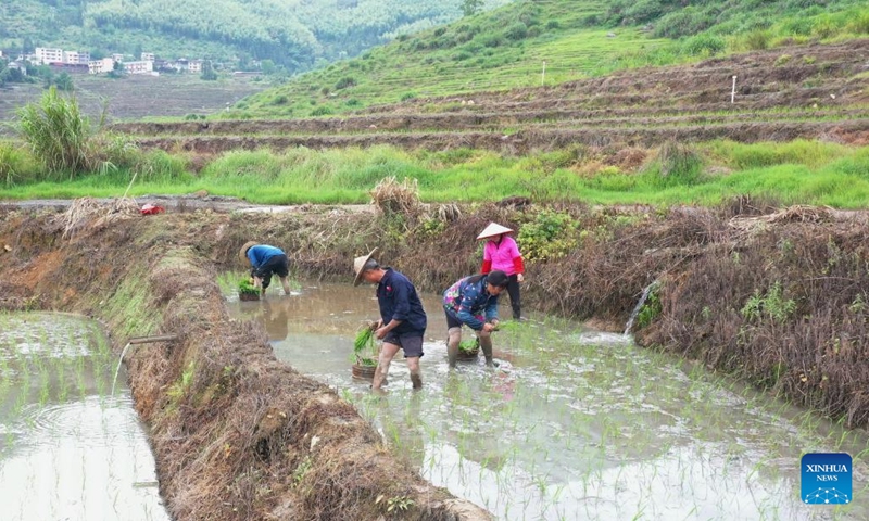 This aerial photo taken on May 24, 2023 shows farmers working in the terraced fields in Lianhe Township of Youxi County, southeast China's Fujian Province.(Photo: Xinhua)