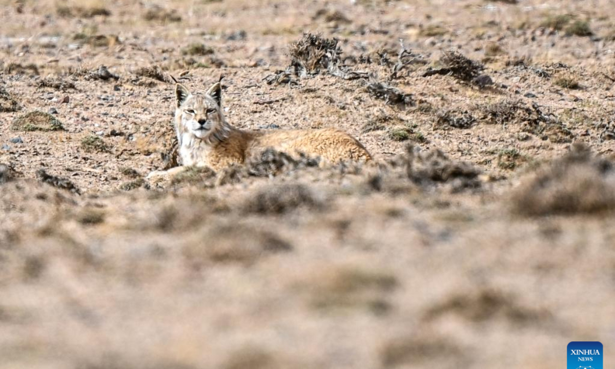 This photo taken on May 25, 2023 shows a lynx at Altun Mountains National Nature Reserve in northwest China's Xinjiang Uygur Autonomous Region. Photo:Xinhua