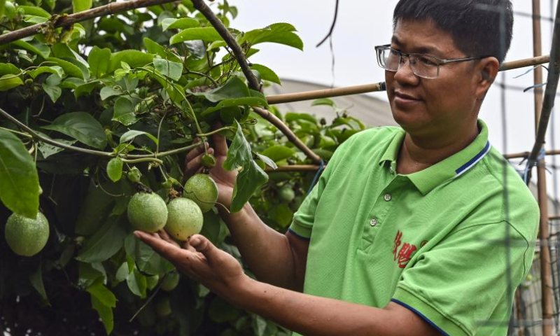 Deng Fubin checks passion fruits at a courtyard in Qinnan District of Qinzhou City, south China's Guangxi Zhuang Autonomous Region, May 25, 2023. Deng Fubin, a villager of Qinnan District of Qinzhou City, set up a professional cooperative focused on farming technology of passion fruits in Qinnan in 2014 and later obtained success. In the last three years, he provided about six million passion fruit seedlings annually to provinces of Yunnan, Guizhou and Guangxi in southwest and south China. (Xinhua/Zhang Ailin)