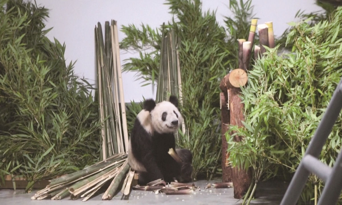 Giant panda Ya Ya is happily surrounded by bamboo and bamboo shoots on May 29, 2023, after returning to the Beijing Zoo, where she was born 23 years ago. Photo: VCG