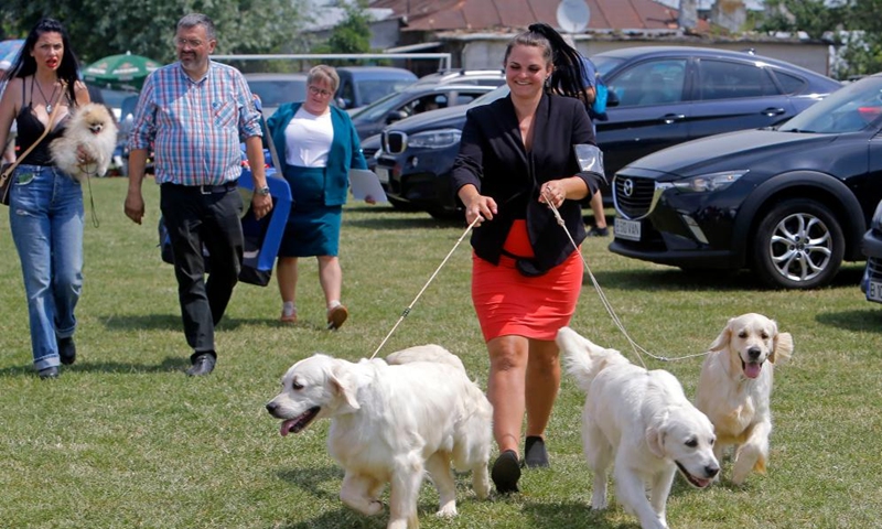 A woman arrives with her Golden Retriever dogs at an international canine beauty show near Bucharest, capital of Romania, June 10, 2023. (Photo by Cristian Cristel/Xinhua)