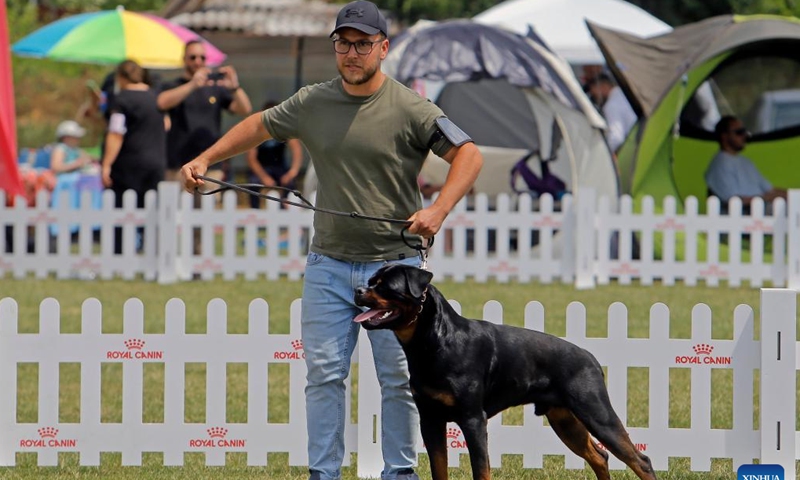 A Rottweiler dog competes during an international canine beauty show near Bucharest, capital of Romania, June 10, 2023. (Photo by Cristian Cristel/Xinhua)
