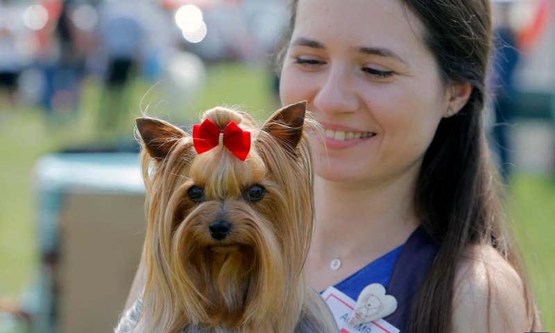 A Shih Tzu is seen during an international canine beauty show near Bucharest, capital of Romania, June 10, 2023. (Photo by Cristian Cristel/Xinhua)