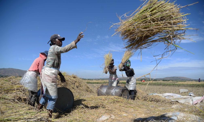 Local farmers harvest rice in a field at the China National Hybrid Rice Research and Development Center's Africa sub-center in Mahitsy, Madagascar, on May 12, 2023. In Madagascar, an Indian Ocean island country, the month of May is in the autumn season. Hu Yuefang, a Chinese hybrid rice expert, rushes to harvest the last batch of hybrid rice with local farmers in a field at the China National Hybrid Rice Research and Development Center's Africa sub-center in Mahitsy.(Photo: Xinhua)