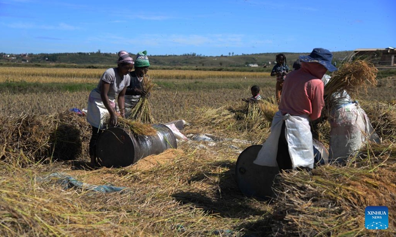 Local farmers harvest rice in a field at the China National Hybrid Rice Research and Development Center's Africa sub-center in Mahitsy, Madagascar, on May 12, 2023. In Madagascar, an Indian Ocean island country, the month of May is in the autumn season. Hu Yuefang, a Chinese hybrid rice expert, rushes to harvest the last batch of hybrid rice with local farmers in a field at the China National Hybrid Rice Research and Development Center's Africa sub-center in Mahitsy. (Photo: Xinhua)