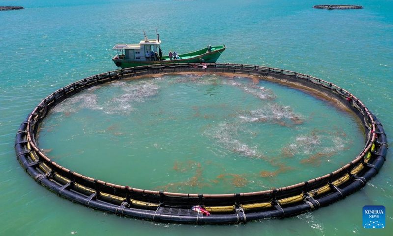 This aerial photo taken on May 27, 2023 shows a deep sea net cage in an aquafarm of Xilian Township of Xuwen County, Zhanjiang City, south China's Guangdong Province. Zhanjiang is one of the largest golden pomfret breeding bases in China. Every year, about 100,000 tonnes of golden pomfrets are harvested here, accounting for about 30 percent to 40 percent of the national output.(Photo: Xinhua)
