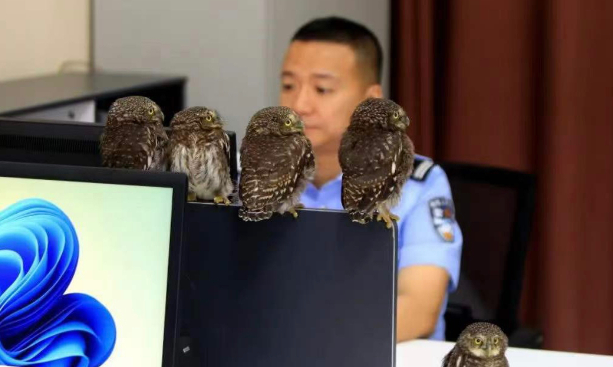 A video of five baby owls standing in line with police officers on duty has gone viral, prompting netizens to praise their cuteness. Photo: Sina Weibo