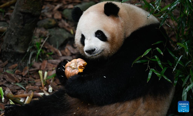 Giant panda Mei Lan eats a pumpkin at Chengdu Research Base of Giant Panda Breeding in Chengdu, southwest China's Sichuan Province, May 29, 2023. Giant panda Mei Lan celebrated its 7th birthday at the Chengdu Research Base of Giant Panda Breeding on Monday.(Photo: Xinhua)