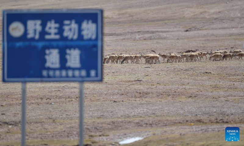 Pregnant Tibetan antelopes head for the Zonag Lake in Hoh Xil, northwest China's Qinghai Province, May 29, 2023. A growing number of pregnant Tibetan antelopes are migrating to the heart of northwest China's Hoh Xil National Nature Reserve to give birth, according to the reserve's management bureau.Every year, tens of thousands of pregnant Tibetan antelopes start their migration to Hoh Xil in around May to give birth and leave with their offspring in late July.(Photo: Xinhua)