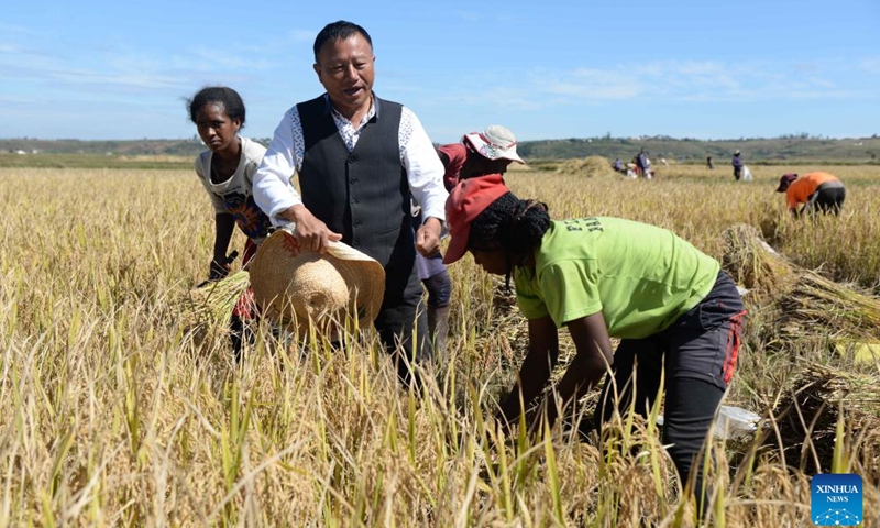 Hu Yuefang (2nd L), a Chinese hybrid rice expert, works with local farmers in a field in Mahitsy, a town 35 km northwest of Antananarivo, Madagascar, on May 12, 2023. In Madagascar, an Indian Ocean island country, the month of May is in the autumn season. (Photo: Xinhua)