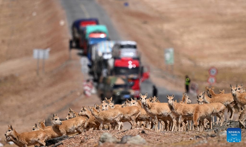 Pregnant Tibetan antelopes move across the Qinghai-Tibet highway in Hoh Xil, northwest China's Qinghai Province, May 29, 2023. A growing number of pregnant Tibetan antelopes are migrating to the heart of northwest China's Hoh Xil National Nature Reserve to give birth, according to the reserve's management bureau.(Photo: Xinhua)