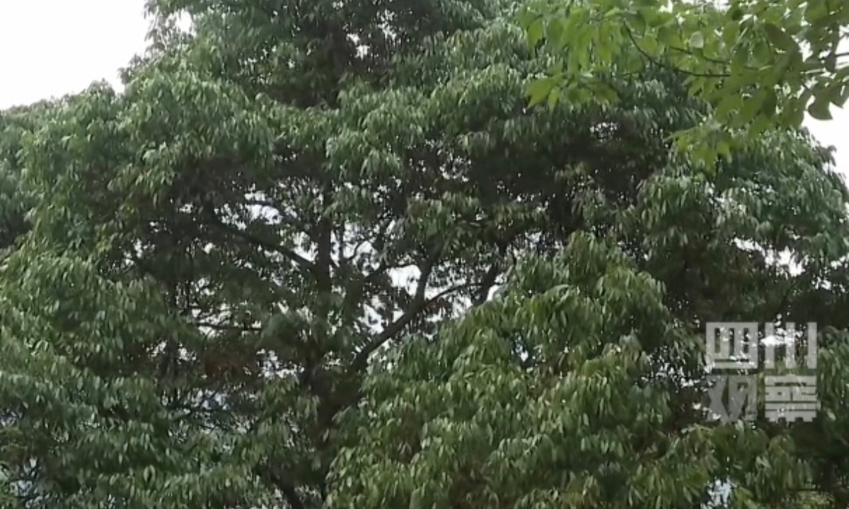 A thousand-year-old lychee tree in Southwest China’s Sichuan Province comes back to life with its fruit hanging all over its branches. Photo: Sichuan Guancha