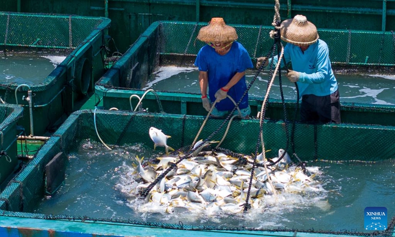 This aerial photo taken on May 27, 2023 shows fishery workers transferring golden pomfrets onto a ship in an aquafarm of Xilian Township of Xuwen County, Zhanjiang City, south China's Guangdong Province. Zhanjiang is one of the largest golden pomfret breeding bases in China. Every year, about 100,000 tonnes of golden pomfrets are harvested here, accounting for about 30 percent to 40 percent of the national output.(Photo: Xinhua)