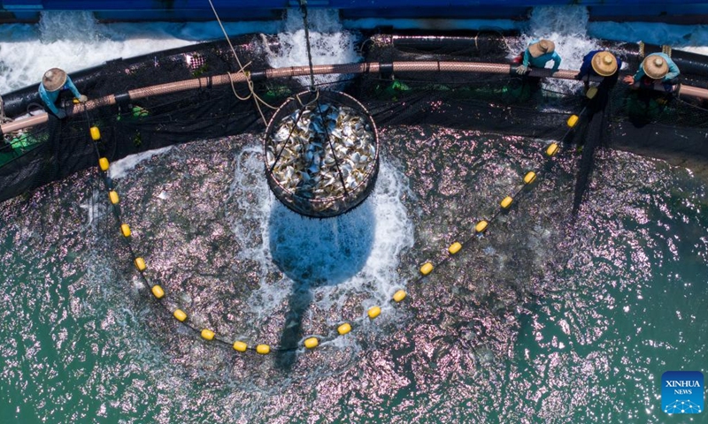 This aerial photo taken on May 27, 2023 shows fishery workers lifting a net cage in an aquafarm of Xilian Township of Xuwen County, Zhanjiang City, south China's Guangdong Province. Zhanjiang is one of the largest golden pomfret breeding bases in China. Every year, about 100,000 tonnes of golden pomfrets are harvested here, accounting for about 30 percent to 40 percent of the national output.(Photo: Xinhua)