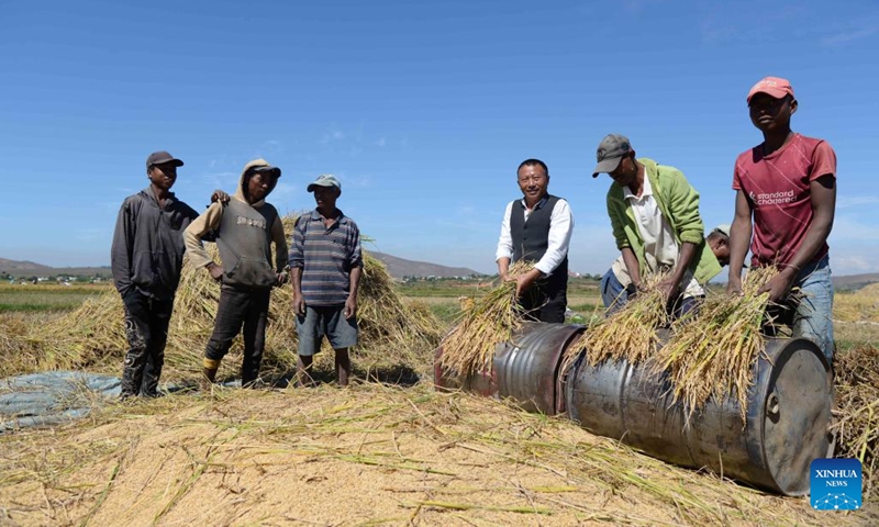 Hu Yuefang (4th L), a Chinese hybrid rice expert, works with local farmers in a field in Mahitsy, Madagascar, on May 12, 2023. In Madagascar, an Indian Ocean island country, the month of May is in the autumn season. Hu Yuefang, a Chinese hybrid rice expert, rushes to harvest the last batch of hybrid rice with local farmers in a field at the China National Hybrid Rice Research and Development Center's Africa sub-center in Mahitsy. (Photo: Xinhua)