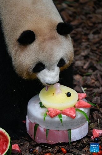 Giant panda Mei Lan eats an ice cake at Chengdu Research Base of Giant Panda Breeding in Chengdu, southwest China's Sichuan Province, May 29, 2023. Giant panda Mei Lan celebrated its 7th birthday at the Chengdu Research Base of Giant Panda Breeding on Mon(Photo: Xinhua)
