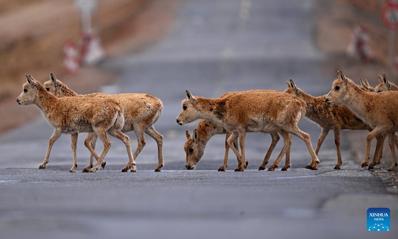 Pregnant Tibetan antelopes move across the Qinghai-Tibet highway in Hoh Xil, northwest China's Qinghai Province, May 28, 2023. A growing number of pregnant Tibetan antelopes are migrating to the heart of northwest China's Hoh Xil National Nature Reserve to give birth, according to the reserve's management bureau.(Photo: Xinhua)