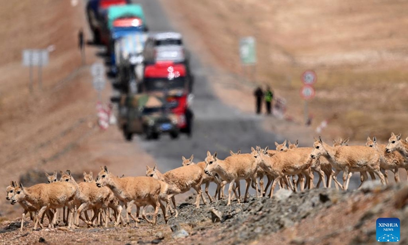 Pregnant Tibetan antelopes move across the Qinghai-Tibet highway in Hoh Xil, northwest China's Qinghai Province, May 29, 2023. A growing number of pregnant Tibetan antelopes are migrating to the heart of northwest China's Hoh Xil National Nature Reserve to give birth, according to the reserve's management bureau.(Photo: Xinhua)