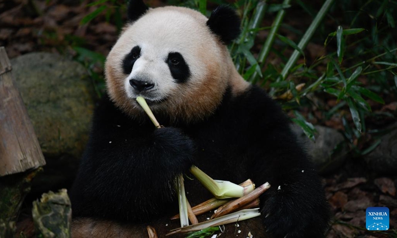 Giant panda Mei Lan eats fresh bamboo at Chengdu Research Base of Giant Panda Breeding in Chengdu, southwest China's Sichuan Province, May 29, 2023. Giant panda Mei Lan celebrated its 7th birthday at the Chengdu Research Base of Giant Panda Breeding on Monday.(Photo: Xinhua)