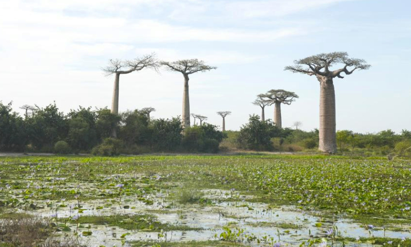 This photo taken on May 23, 2023 shows the baobabs in the outskirts of Morondava, west Madagascar. (Xinhua/Ling Xin)