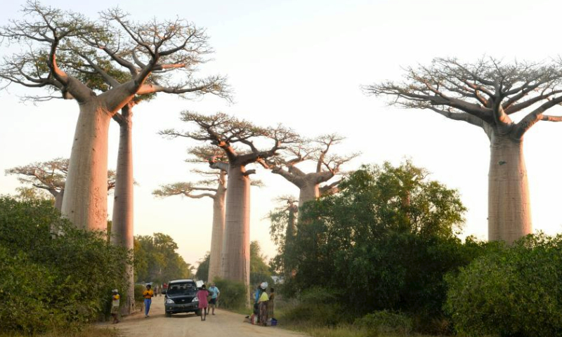Tourists have fun at the avenue of baobabs in the outskirts of Morondava, west Madagascar, May 24, 2023. (Xinhua/Ling Xin)