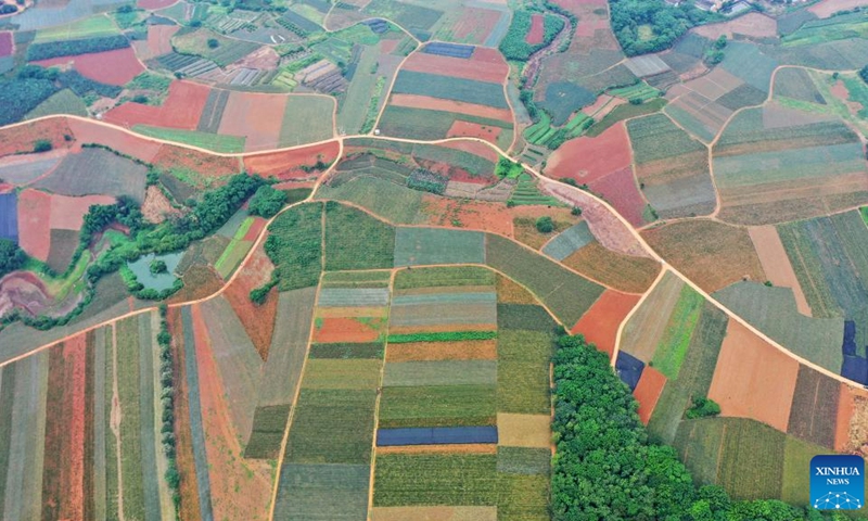 This aerial photo taken on May 26, 2023 shows the fields which are mainly planted with pineapples in Qujie Township of Xuwen County, Zhanjiang City, south China's Guangdong Province. Xuwen County is a major producer of pineapples, with a planting area of more than 350,000 mu (23,333 hectares).(Photo: Xinhua)