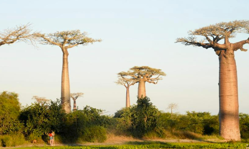 This photo taken on May 24, 2023 shows the baobabs in the outskirts of Morondava, west Madagascar. (Xinhua/Ling Xin)