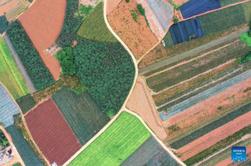 This aerial photo taken on May 26, 2023 shows the fields which are mainly planted with pineapples in Qujie Township of Xuwen County, Zhanjiang City, south China's Guangdong Province. Xuwen County is a major producer of pineapples, with a planting area of more than 350,000 mu (23,333 hectares).(Photo: Xinhua)