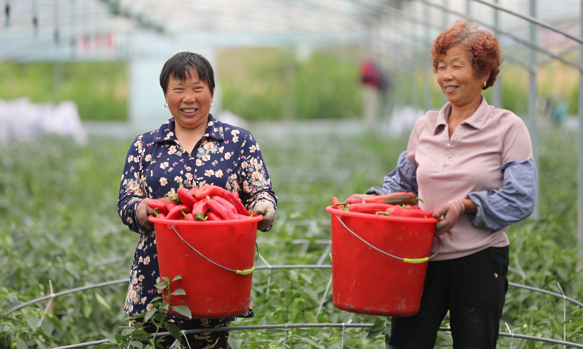 Farmers pick red peppers at a vegetable planting base in Huai'an, East China's Jiangsu Province on June 5, 2023. Huai'an has an annual output of 600,000 tons of red peppers valued at 2.5 billion yuan ($351.17 million), and the industry has become a main source for local farmers to earn more, according to local newspaper Huai'an Daily. Photo: VCG