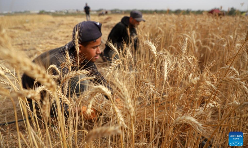 Farmers harvest wheat on a farm in the southern Gaza Strip city of Khan Younis, June 3, 2023. Local farmers from the Palestinian coastal enclave complained that they could hardly harvest the much-needed wheat, an indispensable food for 2.3 million Gazan people, as climate change has severely impacted their crops.(Photo: Xinhua)