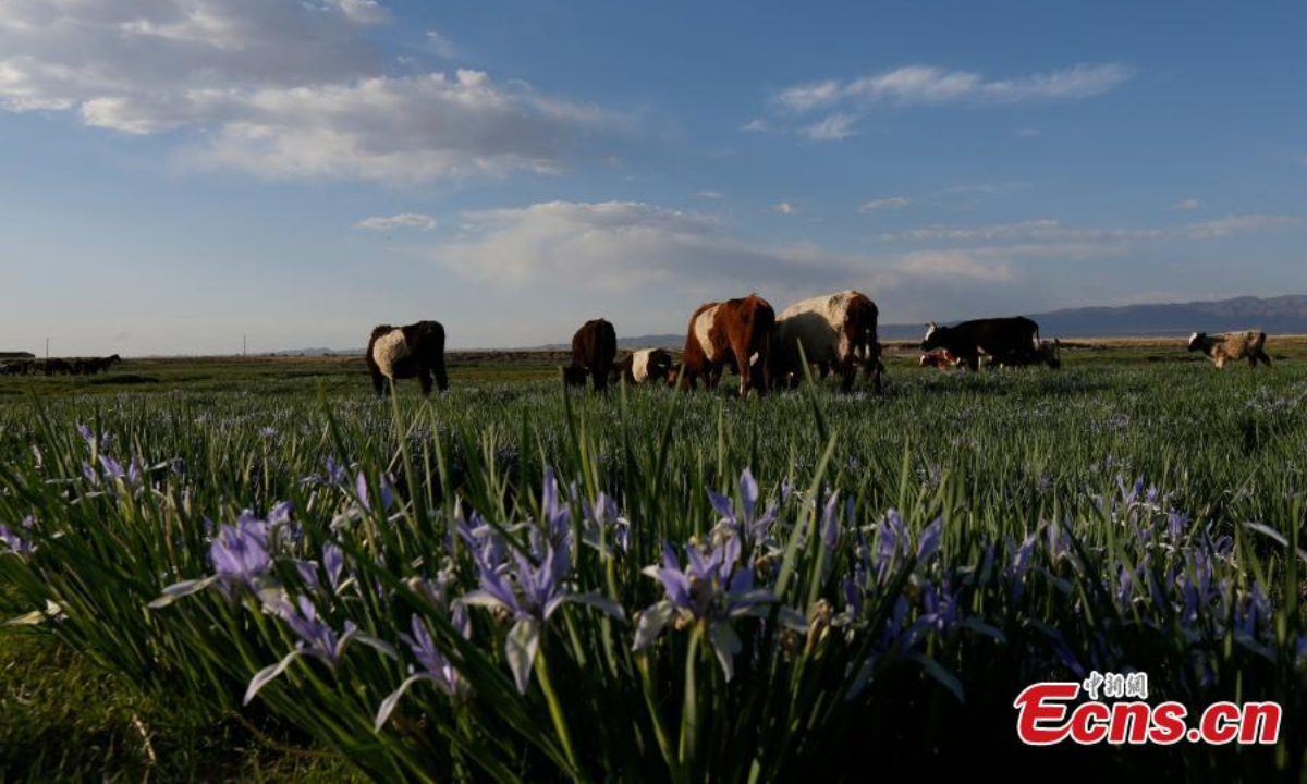 Cattle forage on a grassland with blooming iris lactea flowers in northwest China's Xinjiang Uyghur Autonomous Region. Photo: China News Service