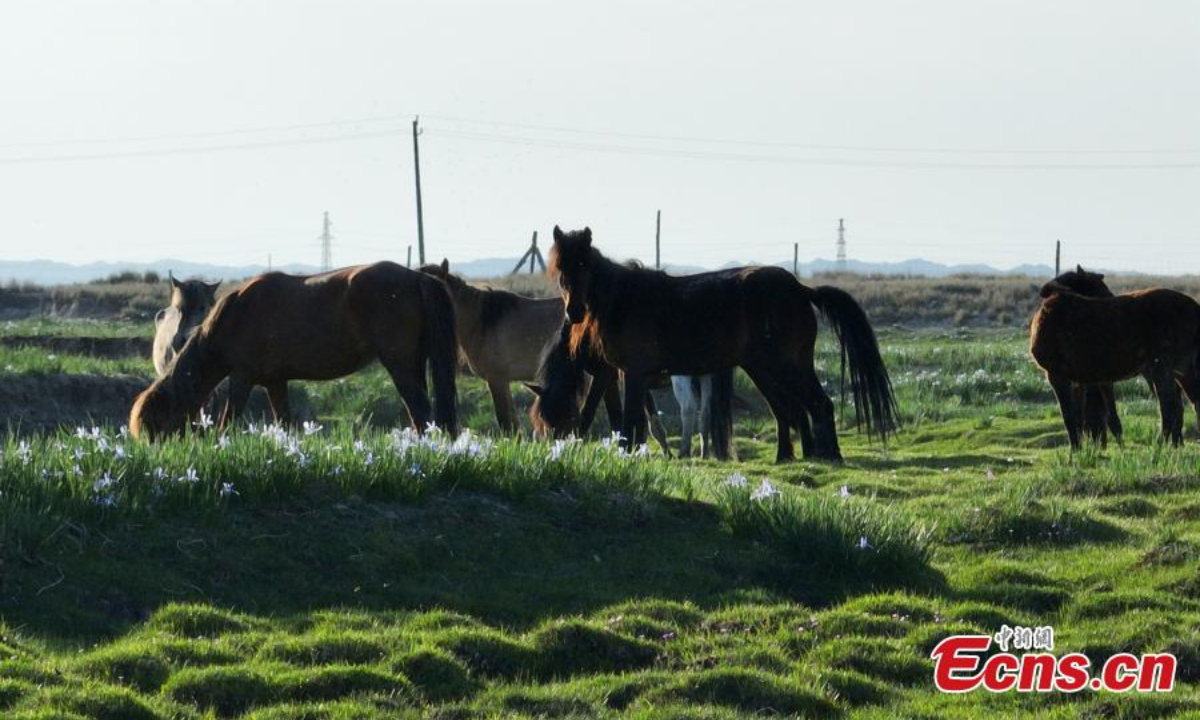 Horses forage on a grassland with blooming iris lactea flowers in northwest China's Xinjiang Uyghur Autonomous Region. Photo: China News Service