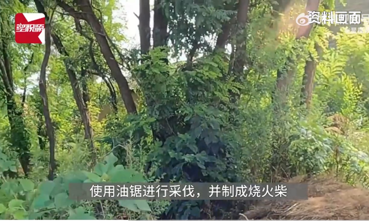 In August 2020, the defendant surnamed Wang chopped down two davidia involucrata trees in a small village and three others in another area, without obtaining a timber harvesting permit.Photo: web