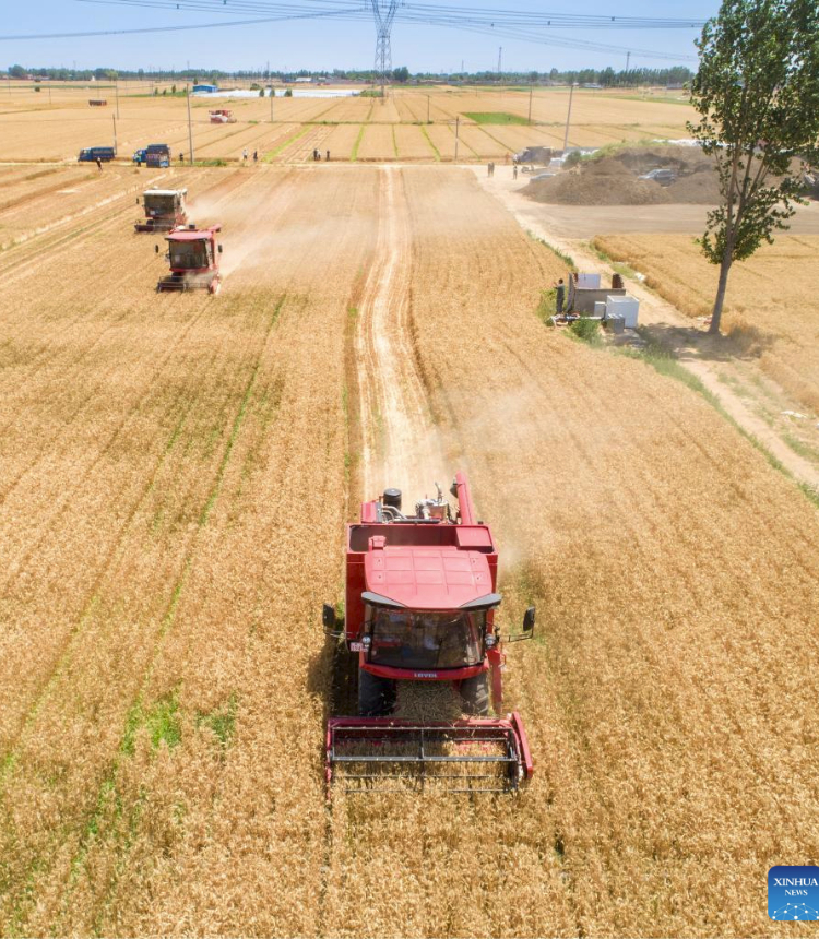 In this aerial photo, wheat is being harvested via agricultural machinery in Xuxiang Village of Zhengding County, north China's Hebei Province, June 10, 2023. (Photo by Wu Zhiwei/Xinhua)