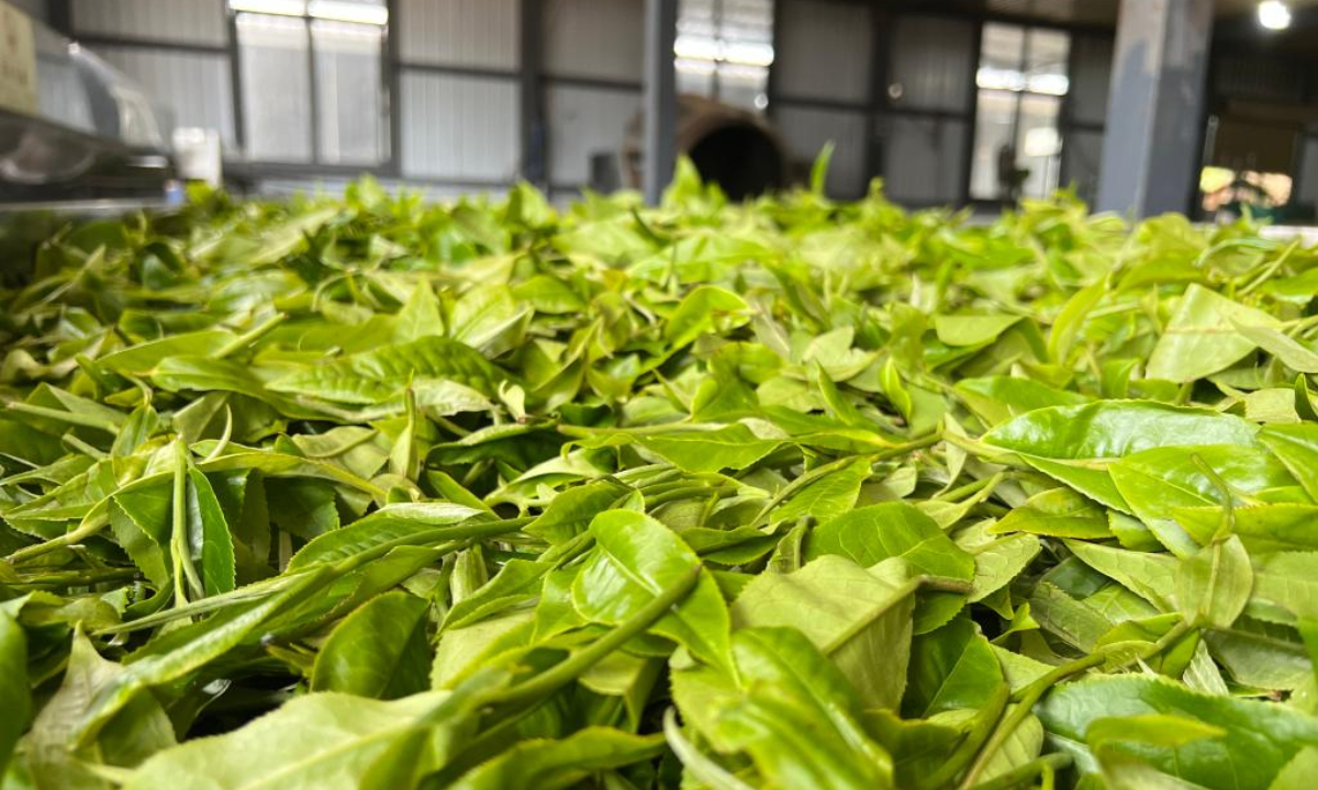 This photo taken on June 7, 2023 shows tea leaves being air-dried in Old Man'e Village, Menghai County, southwest China's Yunnan Province. Photo:Xinhua