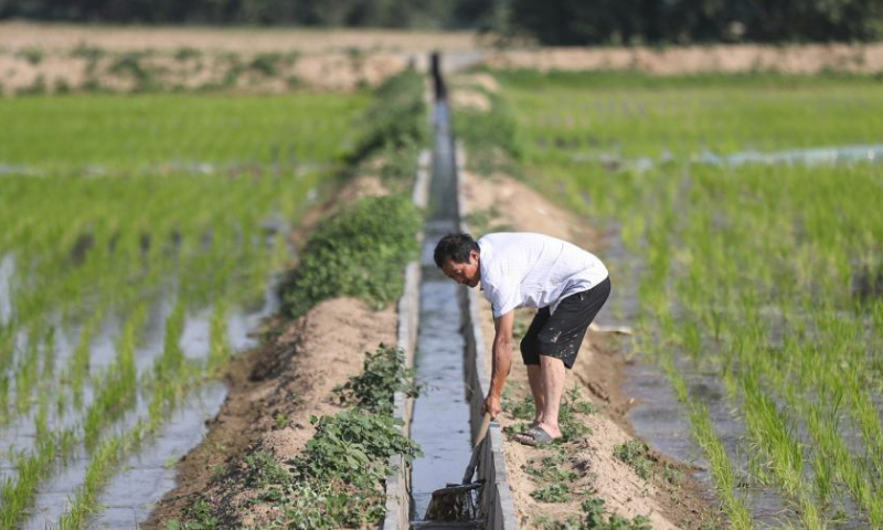 A farmer conducts desilting at a water channel in a rice field in Daleng Town of Zhangwu County, Fuxin City, northeast China's Liaoning Province, June 14, 2023. In 2021, local authorities has promoted the transformation of sandy land along the Liuhe River in Zhangwu into cultivable rice fields, achieving ecological and economic benefit. (Xinhua/Pan Yulong)