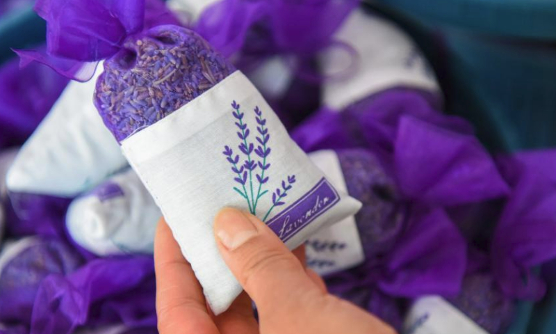 A tourist selects lavender products in Sigong Village of Huocheng County, northwest China's Xinjiang Uygur Autonomous Region, June 16, 2023. Swathes of beautiful lavender is luring a large number of tourists to Huocheng County.

An international lavender tourism festival kicked off in Huocheng on June 15. (Xinhua/Ding Lei)

