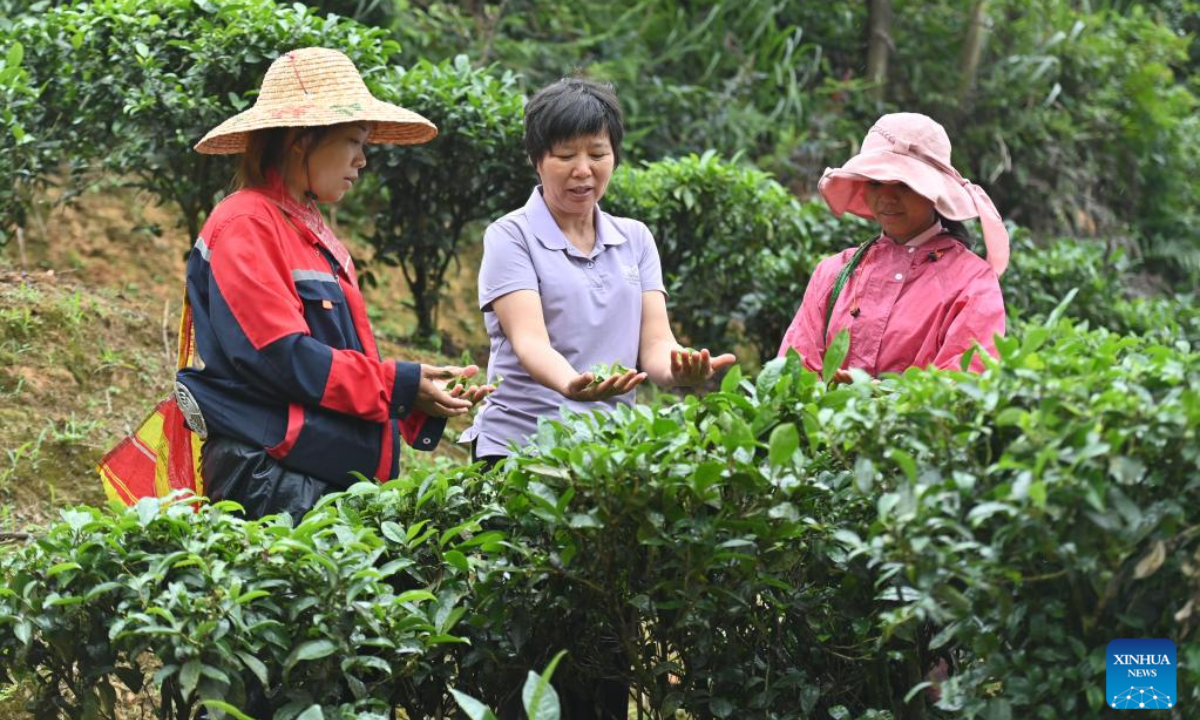 Zhu Xuelan (C) and villagers harvest tea at Shanping Village of Cangwu County, south China's Guangxi Zhuang Autonomous Region, June 7, 2023. Zhu Xuelan, Party secretary of Shangping Village and representative inheritor of Liubao tea making technique, has promoted traditional tea making technique and developed the tea planting industry to increase local residents' incomes. Photo:Xinhua