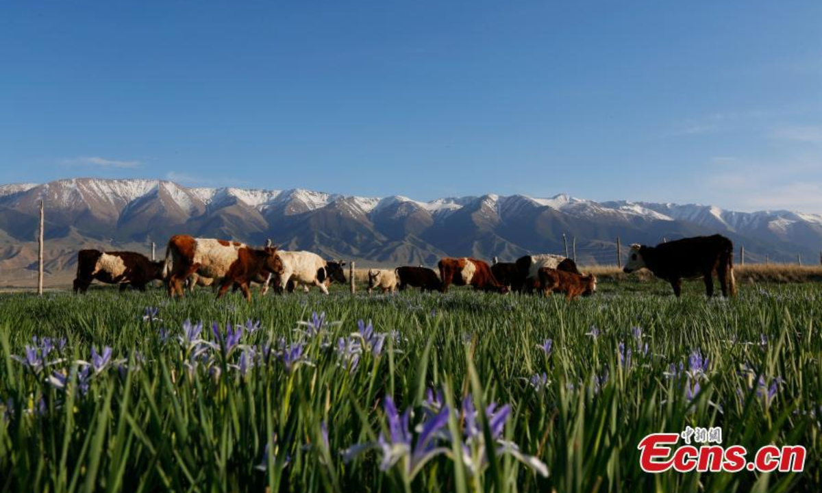 Cattle forage on a grassland with blooming iris lactea flowers in northwest China's Xinjiang Uyghur Autonomous Region. Photo: China News Service