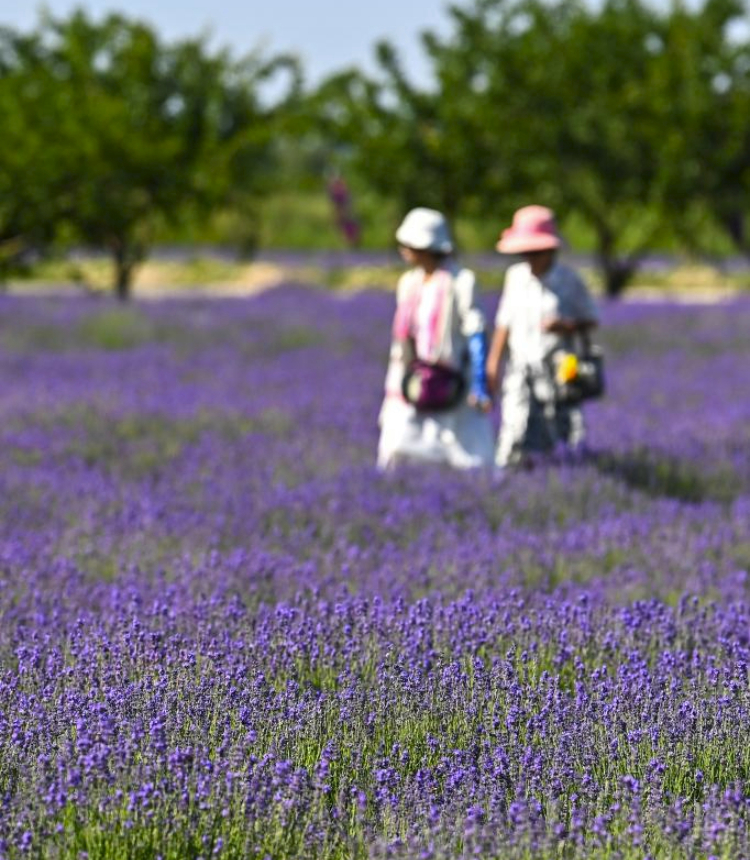 Tourists visit a lavender farm in Sigong Village of Huocheng County, northwest China's Xinjiang Uygur Autonomous Region, June 16, 2023. Swathes of beautiful lavender is luring a large number of tourists to Huocheng County.

An international lavender tourism festival kicked off in Huocheng on June 15. (Xinhua/Ding Lei)