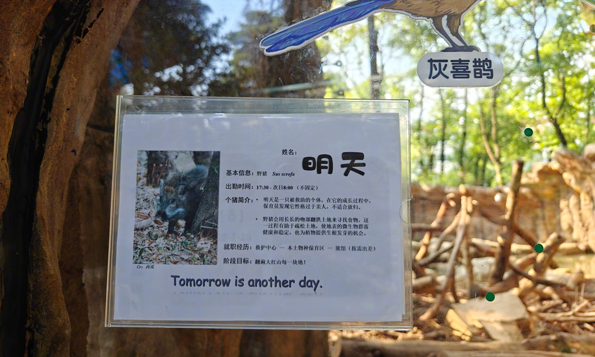 The name card of the wild boar Mingtian. Photo: web