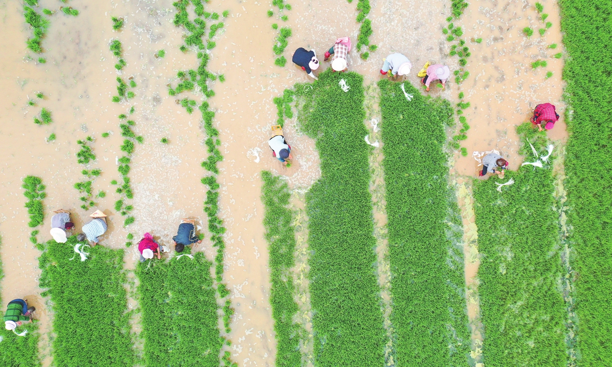 Raising Rice Raising rice - Global Times