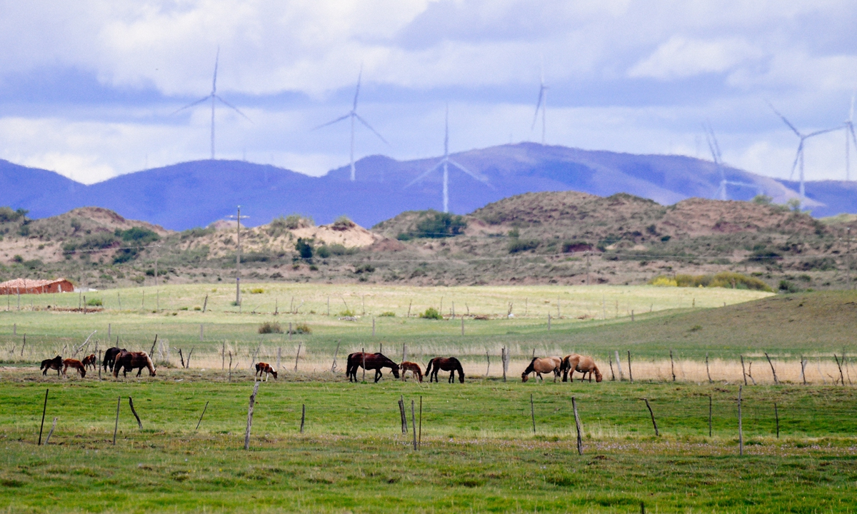 The sandy hinterland of Xilin Gol League, Inner Mongolia Autonomous Region, where water and grass are plentiful and vibrant, on June 10, 2023. Photo: VCG