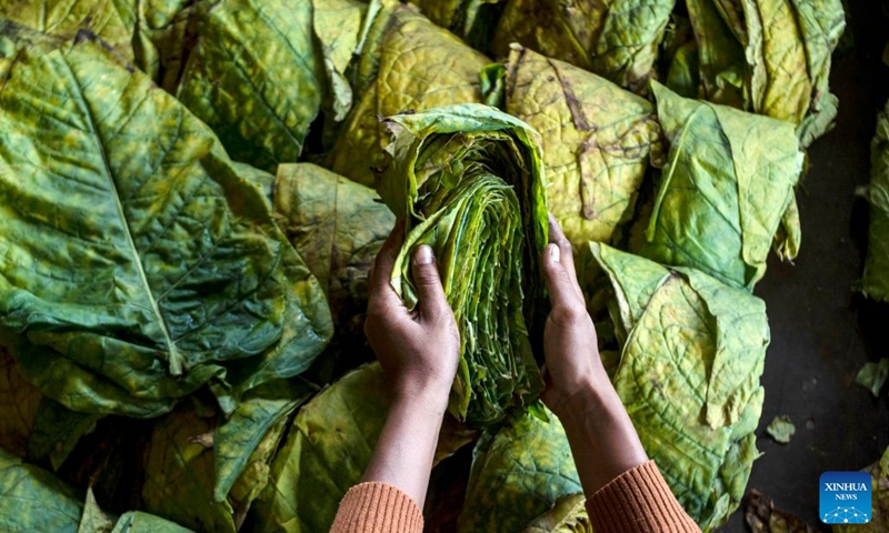 shredded tobacco leaves Pipe Leaf Loose Leaf Finely Shredded Premium