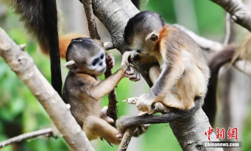 Golden snub-nosed monkeys play at Baihe National Nature Reserve in Jiuzhaigou County, Aba Prefecture, southwest China's Sichuan Province, June 17, 2023. (Photo: China News Service/An Yuan)