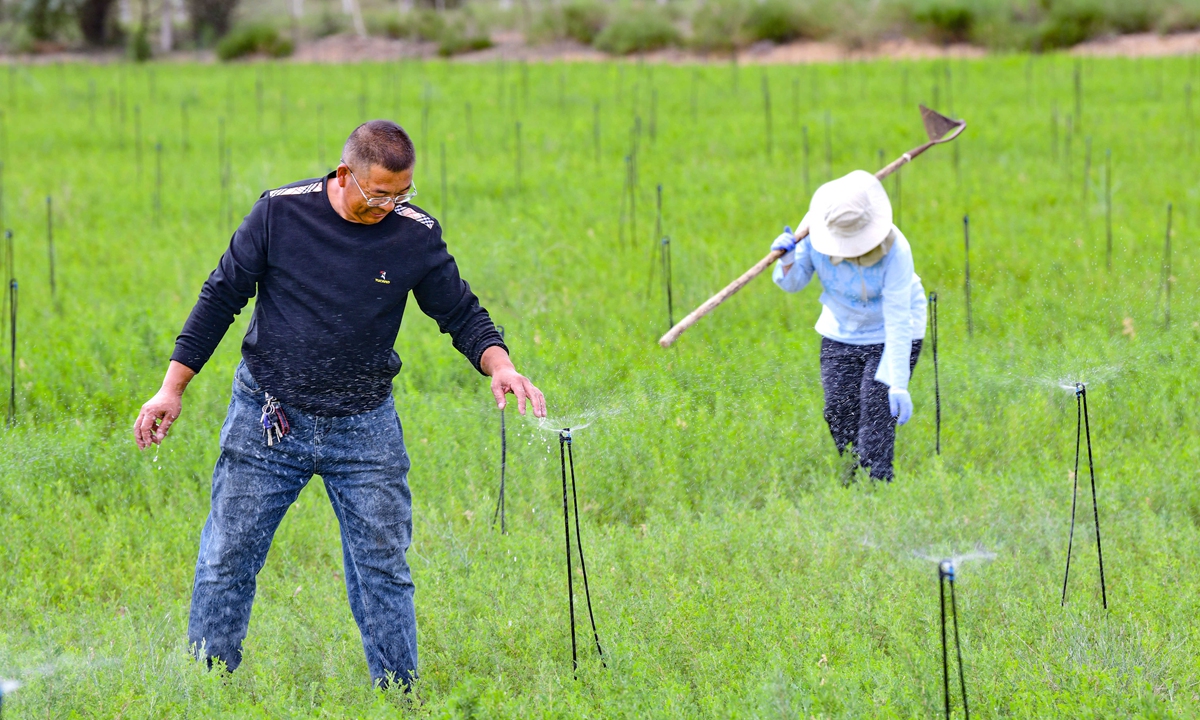 The Maowusu Desert, in North China's Inner Mongolia Autonomous Region, uses an upgraded ecosystem. Photo: IC