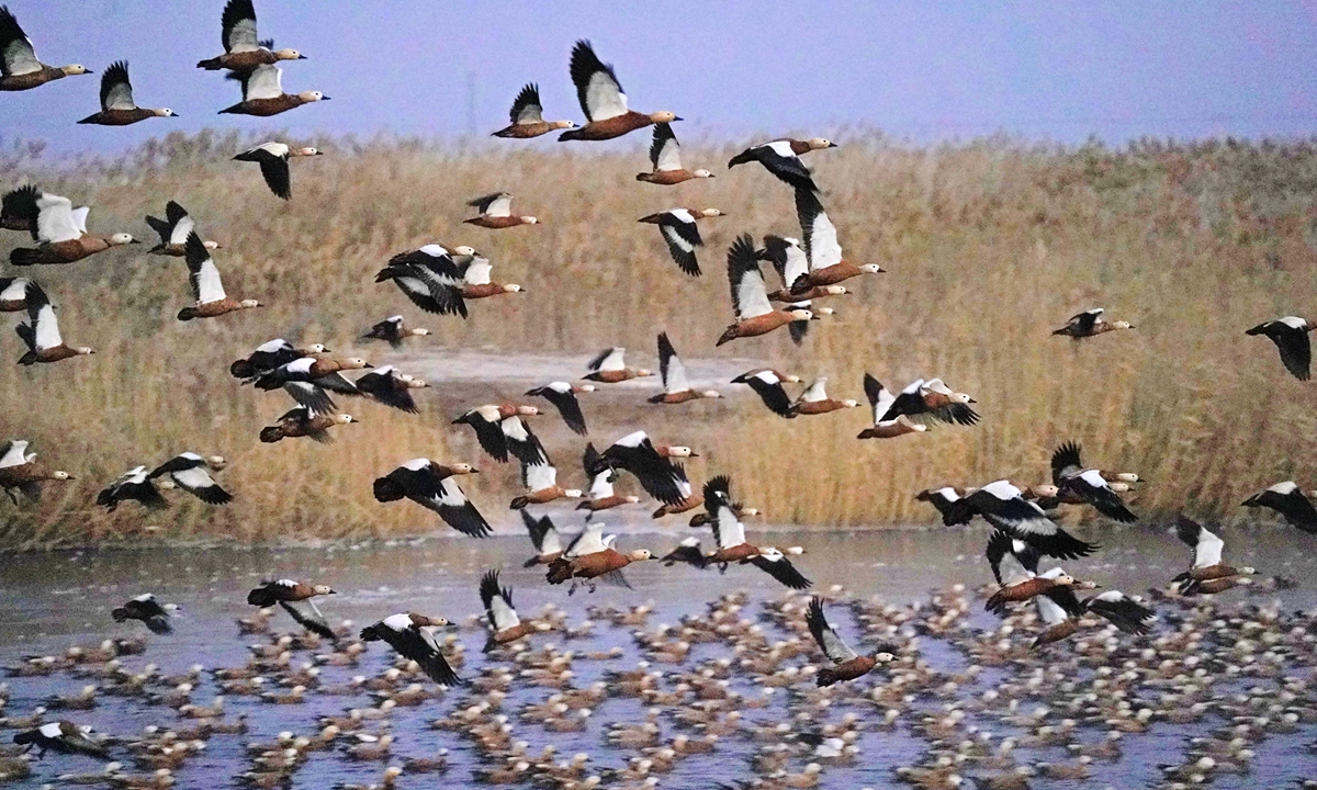 Tens of thousands of Tadorna ferruginea birds fly in winter in Bayannur, Inner Mongolia. Photo: IC