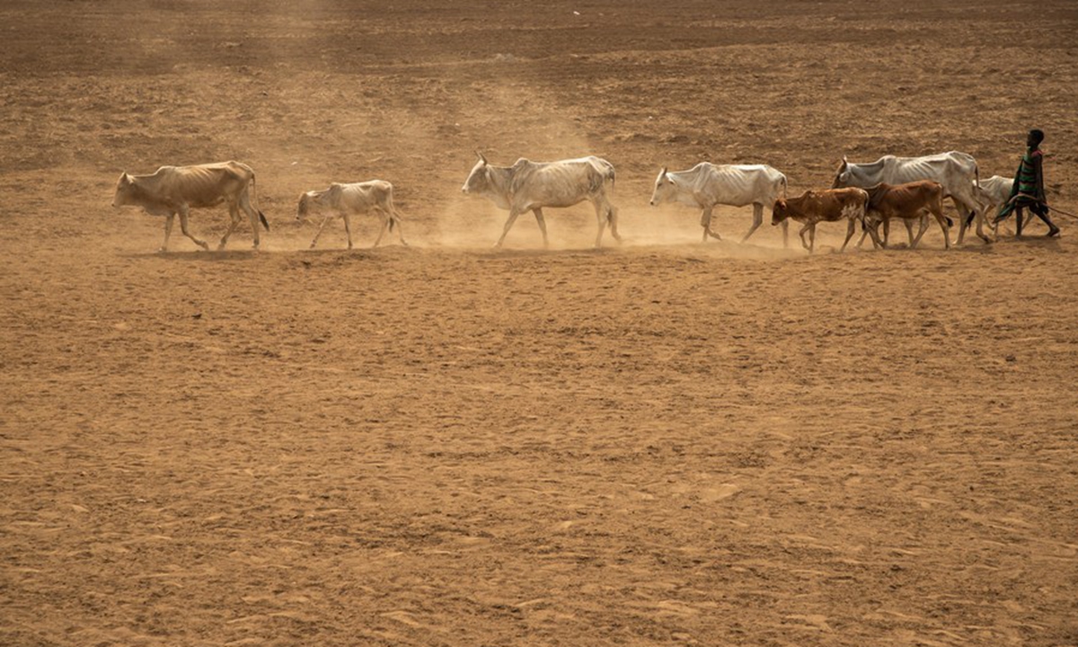 A herder moves with cattle in the drought-stricken Somali Region of Ethiopia, June 11, 2023.  (Xinhua/Michael Tewelde)

