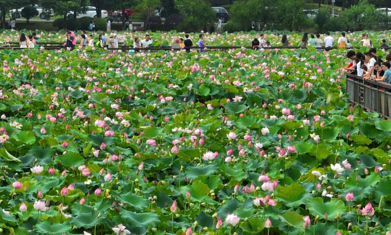 This aerial photo shows people enjoying lotus flowers at Nanhu Park in Hengyang, central China's Hunan Province, June 22, 2023. People go out for various activities during the three-day Dragon Boat Festival holiday across the country. (Photo by Cao Zhengping/Xinhua)