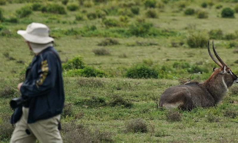 A waterbuck takes a rest as a visitor walks by on Crescent Island at Lake Naivasha, in Nakuru County, Kenya, July 8, 2023. Lake Naivasha is a freshwater lake in Kenya and a noted scenic spot for tourists. (Xinhua/Han Xu)